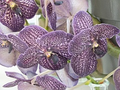 orchidsNL (11)